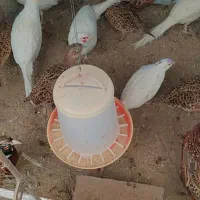 خروسک|حیوانات مزرعه|گالیکش, |دیوار