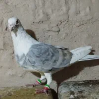 کبوتر پشتی مسافتی