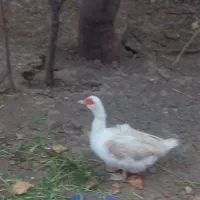 اردک اسرائیلی تخم گذار