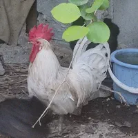 خروس