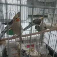 عروس هلندی مولد|پرنده|شاهینشهر, فدک|دیوار