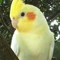 عروس هلندی ۹ ماهه بازیگوش با قفس طلایی