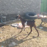 گیسع مثل آهو چاق چاق 8 کیلو