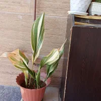 گل وگیاه|گل و گیاه طبیعی|خرمدره, |دیوار