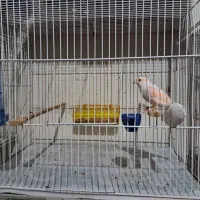 نر اگات سرخ و ماده موزاییکی اورجینال|پرنده|مشهد, بهارستان|دیوار