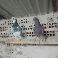 کفتر مایع برای نسل کشی