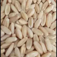 گندم|گل و گیاه طبیعی|سرشیو, |دیوار