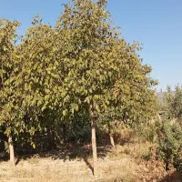 زمین چهار دیواری|فروش خانه و ویلا|خنداب, |دیوار