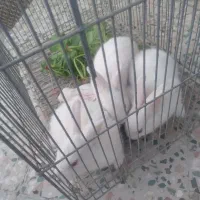 تعدادی بچه خرگوش ناز بفروش میرسد|موش و خرگوش|بندرعباس, |دیوار