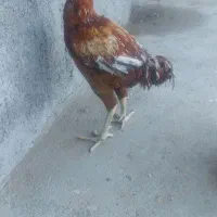 باسلام خروس لاری سالم‌