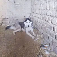 سگ هاسکی|سگ|فسا, |دیوار