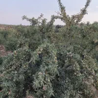 نهال بادام شناسنامه دار