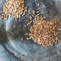 گندم قرمز|گل و گیاه طبیعی|اردبیل, |دیوار