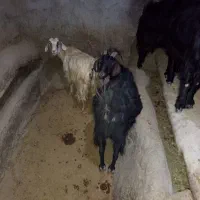 بز با بزغاله