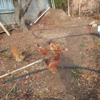 مرغ محلی به قیمت ۴۰۰