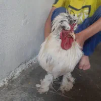 سلطان خروس ها خروس پاپر مو فرفری بفروش می رسد .|حیوانات مزرعه|دهدشت, |دیوار