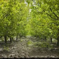 خانه-باغ-نقلی