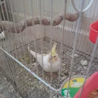 جفت با دوتا جوجه