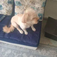 سگ شیتزو ۵سال نر