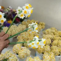 پخش مستقیم گل نرگس از مزرعه به سراسر کشور|گل و گیاه طبیعی|شیراز, جوادیه|دیوار