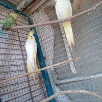 عروس‌هلندی‌لوتینو