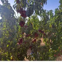 باغ-شهر-عباس-آباد-سلطانیه