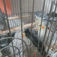 عروس هلندی مولد وجوجه|پرنده|زند, |دیوار