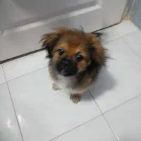 سگ نژاد پیکنز سه ماهه