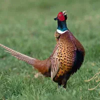 پرنده زینتی