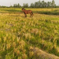 نریان ۵سال جوان