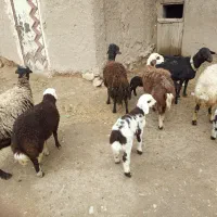 چهار عدد میش درجه یک