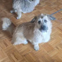 واگذاری رایگان سگ