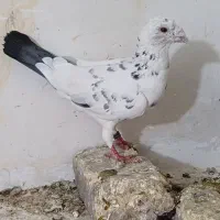 کفتر مسافتی