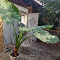 گل باب دم اصلی|گل و گیاه طبیعی|رشت, حافظ آباد|دیوار