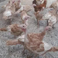 جوجه بوقلمون
