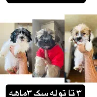 سگ نژاد شیتزو تریر رایگان