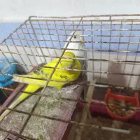 مرغ عشق|پرنده|برازجان, |دیوار