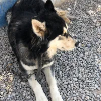 واگذاری سگ هاسکی اصیل روسی چشم یخی|سگ|شهرضا, |دیوار