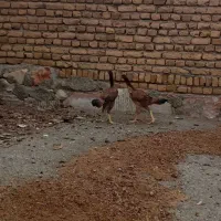 فریح|حیوانات مزرعه|خوی, |دیوار