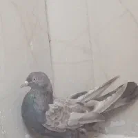 یک عدد کفتر|پرنده|مرند, |دیوار