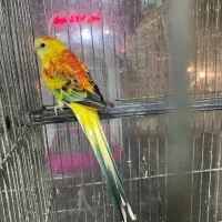 طوطی اوازخوان