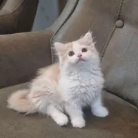 گربه پرشین