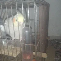 عروس هلندی