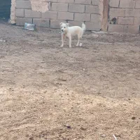 پاپی