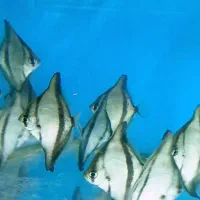 تایگر مونو سایز ۸ ۹ سانت|ماهی|تهران, تجریش|دیوار