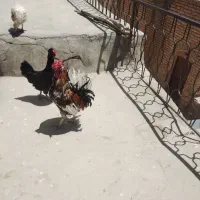 خروس گلین خوشگل زرنگ