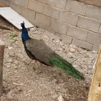 فروش طاووس 3 ساله