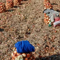 سرکارگرهستم با اکیپ 25الی 30نفر کار بلد وزرنگ
