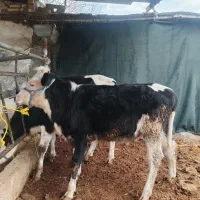 دو راس گوساله ماده مونت بیلیارد جنس.تلیسه.گاو