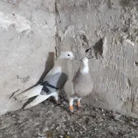 کبوتر|پرنده|مشهد, کوی راد|دیوار